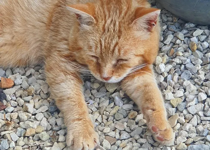 Bed & Breakfast Le Jardin Des Bosquets